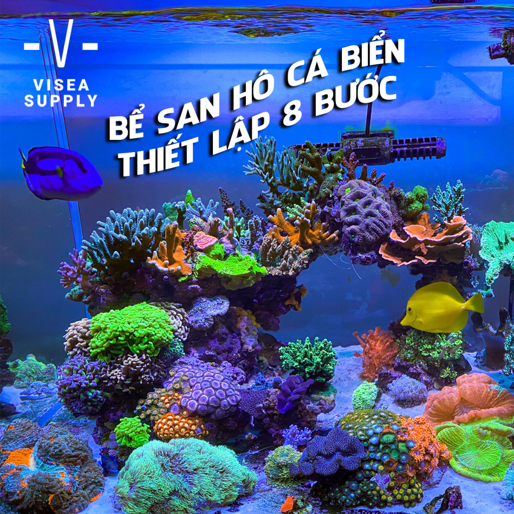 bể san hô